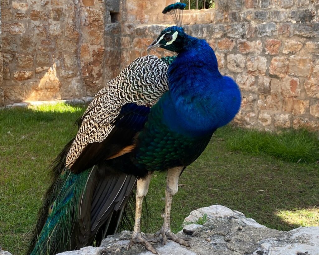 5 cose da fare a Dubrovnik_Lokrum